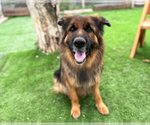 Small German Shepherd Dog