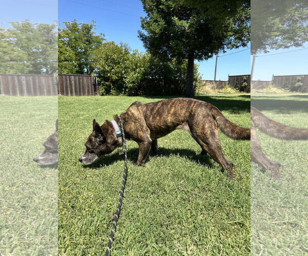 Medium Photo #4 Mutt Puppy For Sale in Chico, CA, USA