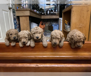Goldendoodle Puppy for sale in CASTRO VALLEY, CA, USA