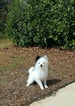 Small Photo #1 Pomeranian Puppy For Sale in JASPER, GA, USA