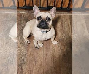 Mother of the French Bulldog puppies born on 05/13/2025