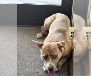 Labrador Retriever-Unknown Mix Dogs for adoption in Burbank, CA, USA