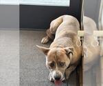 Small Labrador Retriever Mix