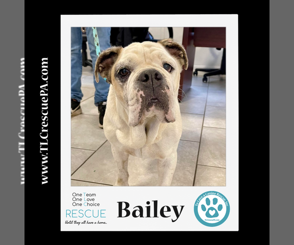 Medium Photo #12 Bulldog Puppy For Sale in Kimberton, PA, USA