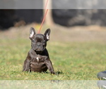 Small Photo #11 French Bulldog Puppy For Sale in Kiskoros, Bacs-Kiskun, Hungary