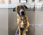 Small #1 Labrador Retriever Mix