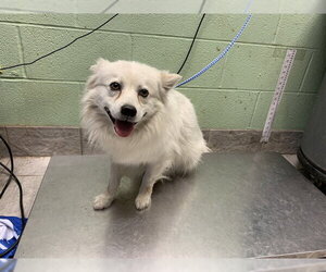 American Eskimo Dog-Unknown Mix Dogs for adoption in Grand Prairie, TX, USA