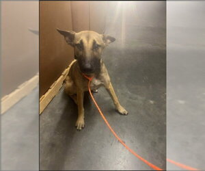 Mutt Dogs for adoption in Orange, CA, USA