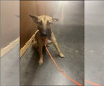 MARNIE - Female Mutt Dog for Adoption - Small photo