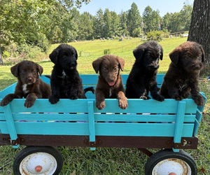 Labradoodle Puppy for Sale in BUTLER, Alabama USA