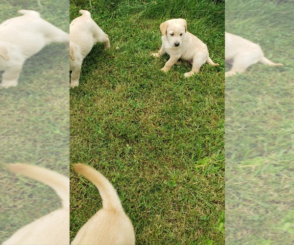Medium Photo #7 Labrador Retriever Puppy For Sale in OLYMPIA, WA, USA