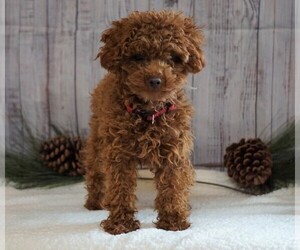 Poodle (Toy) Puppy for sale in FREDERICKSBG, OH, USA