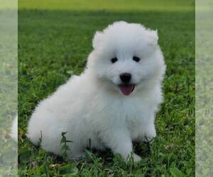 Samoyed Puppy for sale in WITHEE, WI, USA