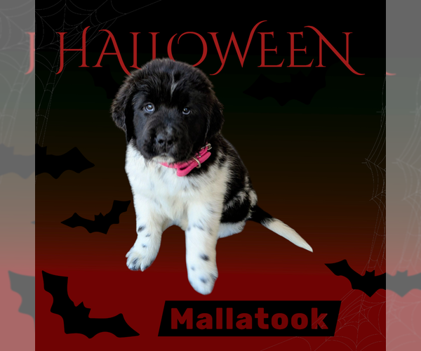 Medium Photo #1 Newfoundland Puppy For Sale in LAS VEGAS, NV, USA