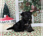 Small Photo #21 YorkiePoo Puppy For Sale in CHANUTE, KS, USA
