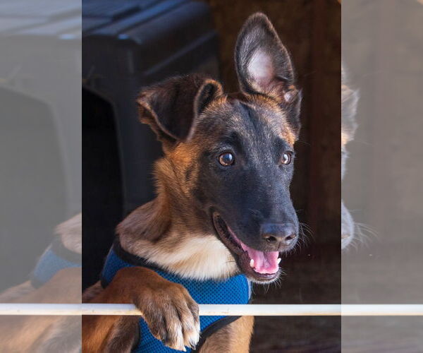 Medium Photo #3 Mutt Puppy For Sale in Lafayette, CA, USA