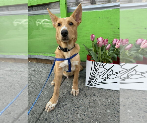 Medium Photo #16 Mutt Puppy For Sale in New York, NY, USA