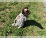 Small #1 German Wirehaired Pointer