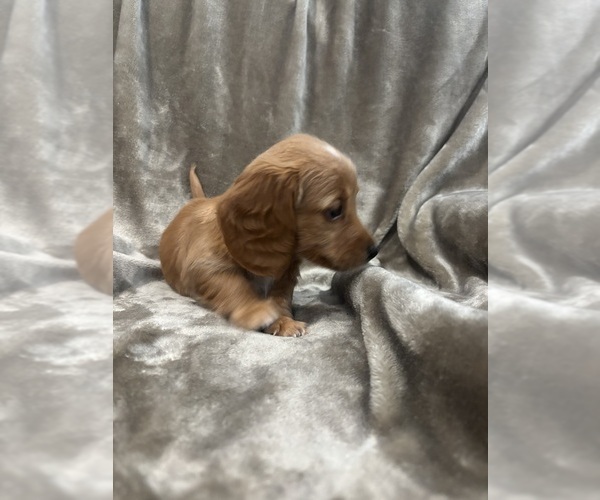 Medium Photo #3 Dachshund Puppy For Sale in DELTONA, FL, USA