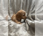 Small #2 Dachshund