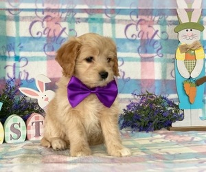 Cocker Spaniel-Poovanese Mix Puppy for sale in LANCASTER, PA, USA