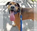 Small #3 Boxer Mix