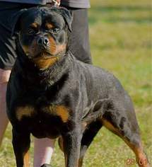 Father of the Rottweiler puppies born on 03/12/2017