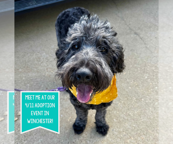 Medium Photo #1 Labrador Retriever-Unknown Mix Puppy For Sale in Boston, MA, USA