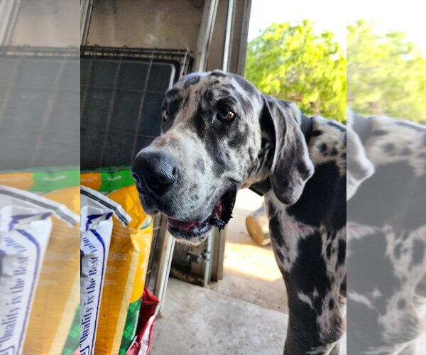 Medium Photo #1 Great Dane Puppy For Sale in Bullard, TX, USA