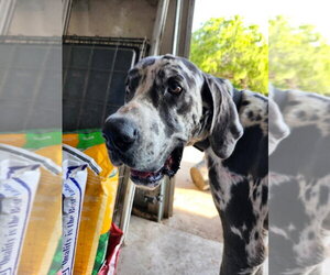 Great Dane Dogs for adoption in Bullard, TX, USA