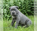 Small #3 Cane Corso