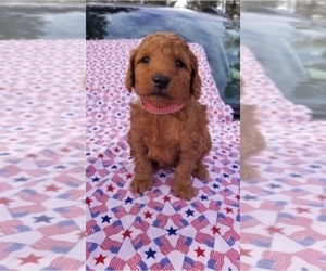 Goldendoodle (Miniature) Puppy for sale in REXFORD, MT, USA