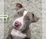 Small American Pit Bull Terrier Mix
