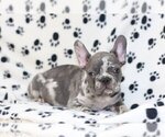Small Photo #1 French Bulldog Puppy For Sale in HOBE SOUND, FL, USA