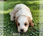 Small #2 Cavapoo (Miniature)