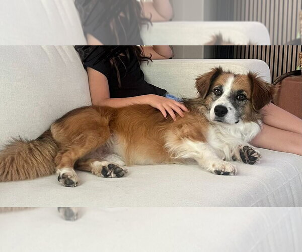 Medium Photo #3 Australian Shepherd-Unknown Mix Puppy For Sale in Salt Lake City, UT, USA