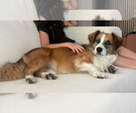 Small #2 Australian Shepherd Mix