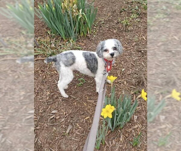 Medium Photo #2 Poodle (Miniature) Puppy For Sale in Pacolet, SC, USA