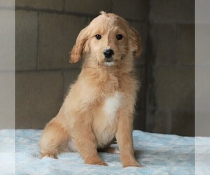 Goldendoodle (Miniature) Puppy for sale in FREDERICKSBG, OH, USA