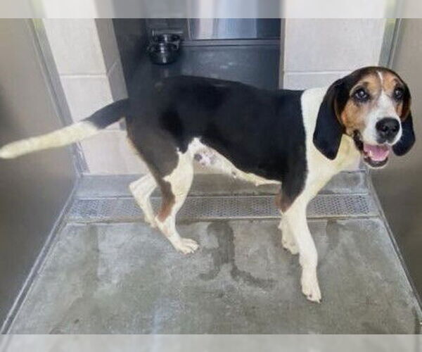 Medium Photo #1 English Foxhound-Unknown Mix Puppy For Sale in Orange, CA, USA