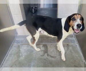 English Foxhound-Unknown Mix Dogs for adoption in Orange, CA, USA
