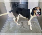 Small English Foxhound Mix