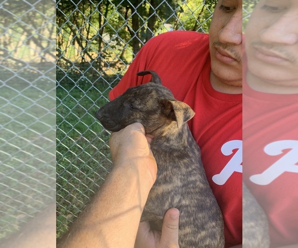 Medium Photo #1 Bull Terrier Puppy For Sale in COATESVILLE, PA, USA