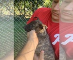 Small Photo #1 Bull Terrier Puppy For Sale in COATESVILLE, PA, USA