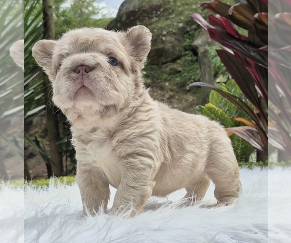 Medium Photo #7 French Bulldog Puppy For Sale in SAN DIEGO, CA, USA