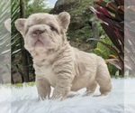 Small #6 French Bulldog