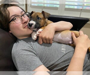 Han Solo - Male Black Mouth Cur-Boxer Mix Dog for Adoption - Photo #10