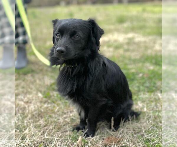 Medium Photo #4 Dachshund-Unknown Mix Puppy For Sale in Yardley, PA, USA