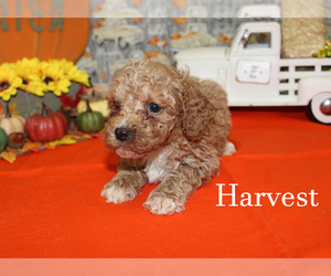 Poodle (Toy) Puppy for sale in CHANUTE, KS, USA