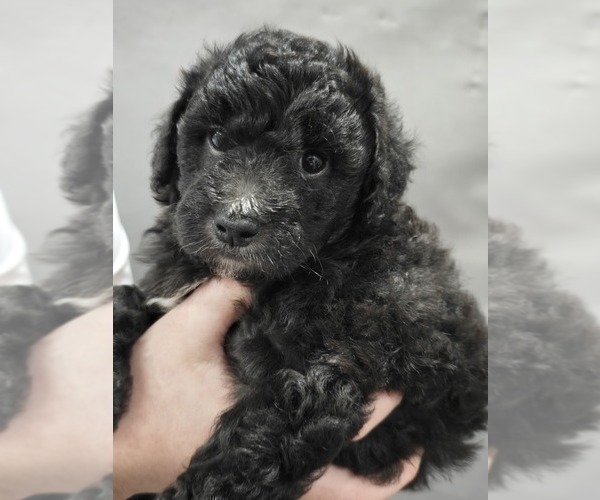 Medium Photo #14 Whoodle (Miniature) Puppy For Sale in KATY, TX, USA
